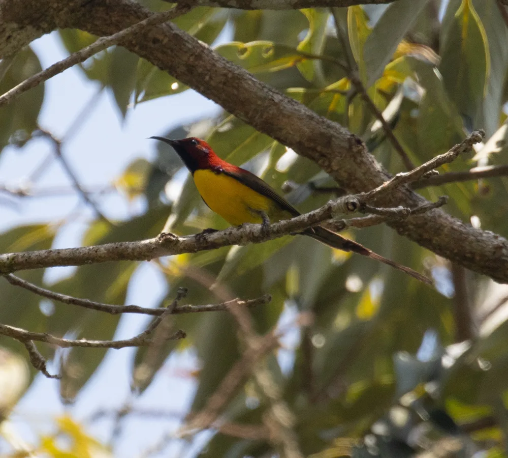 蓝喉太阳鸟(Aethopyga gouldiae)