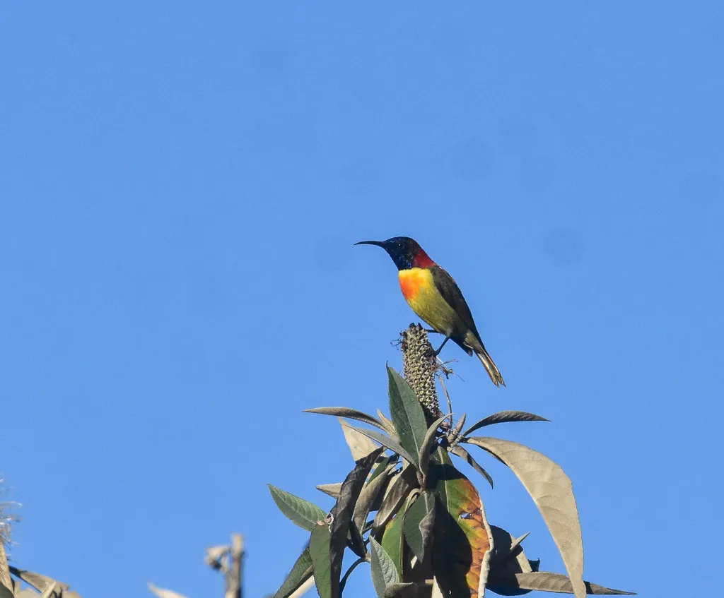 火尾太阳鸟（Aethopyga ignicauda）