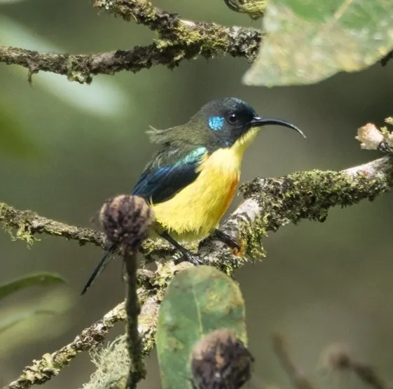 林氏太阳鸟(Aethopyga linaraborae)
