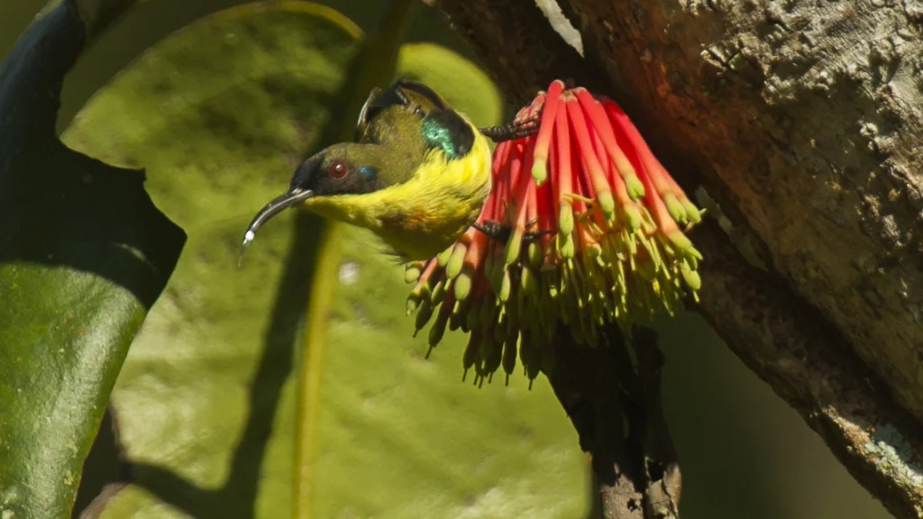 山太阳鸟(Aethopyga pulcherrima)