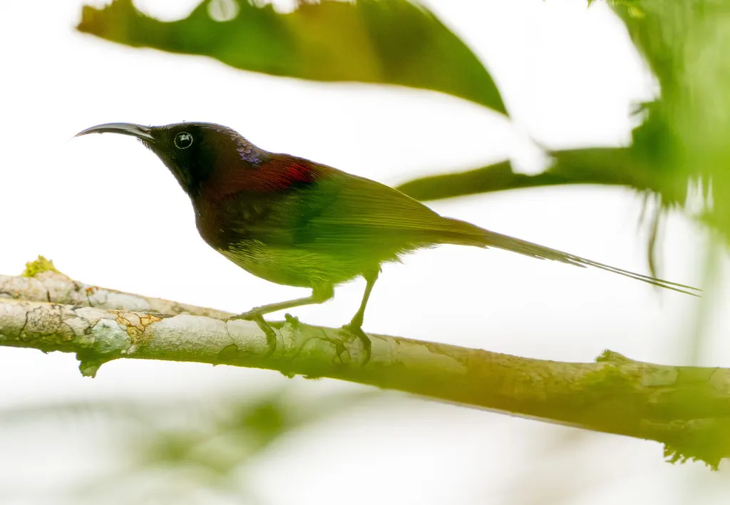 黑胸太阳鸟(Aethopyga saturata)