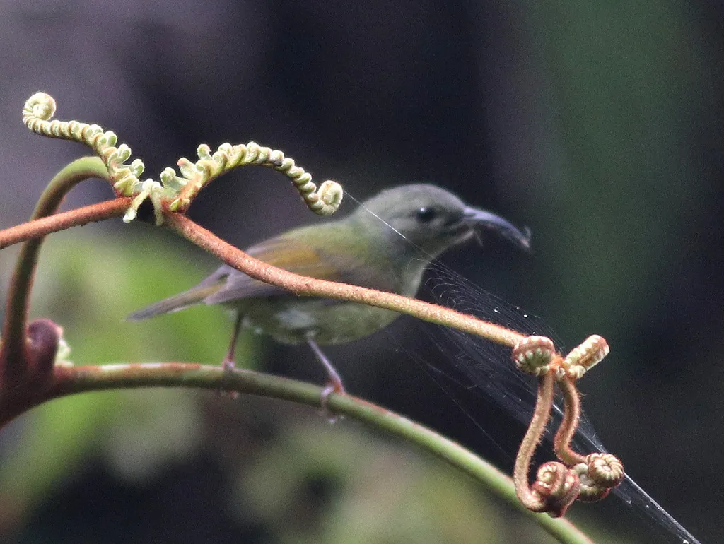 黑胸太阳鸟(Aethopyga saturata)