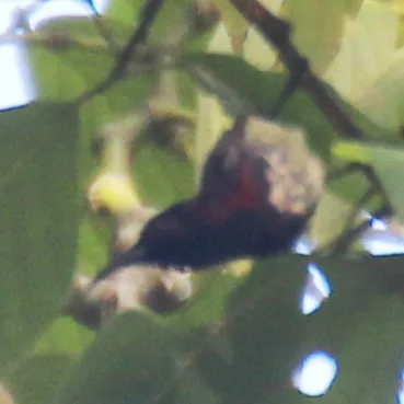 黑胸太阳鸟(Aethopyga saturata)