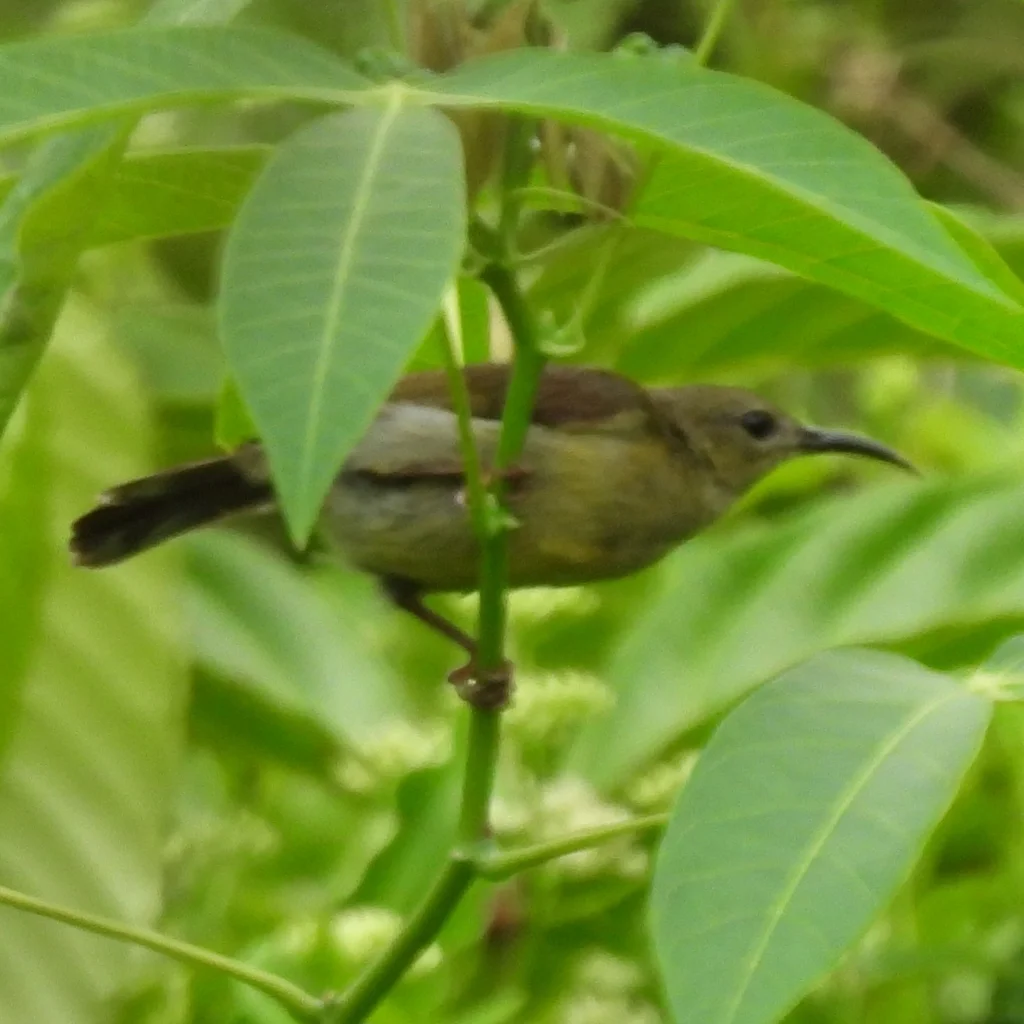 黄腰太阳鸟(Aethopyga siparaja)