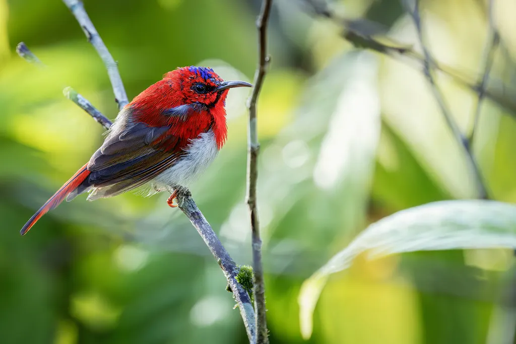 特氏太阳鸟（Aethopyga temminckii）