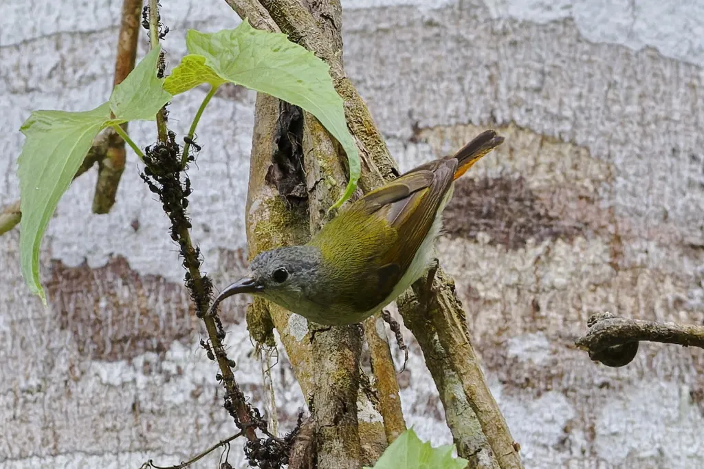 特氏太阳鸟（Aethopyga temminckii）