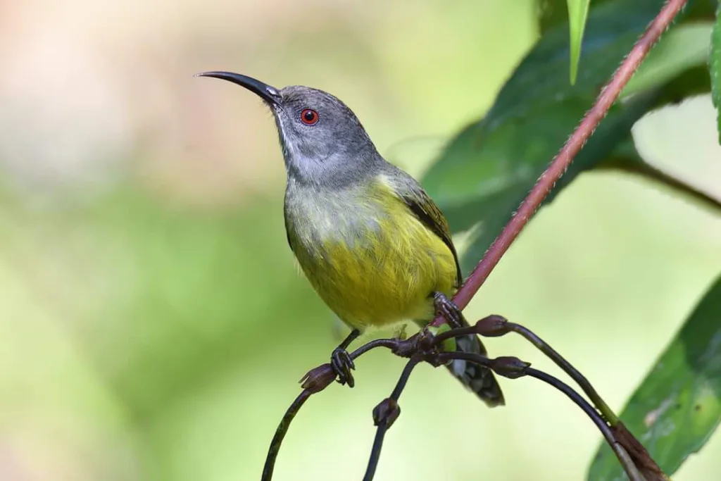 特博利太阳鸟(Aethopyga tibolii)
