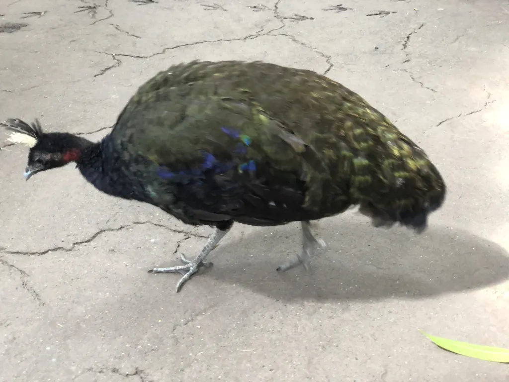 刚果孔雀(Afropavo congensis)