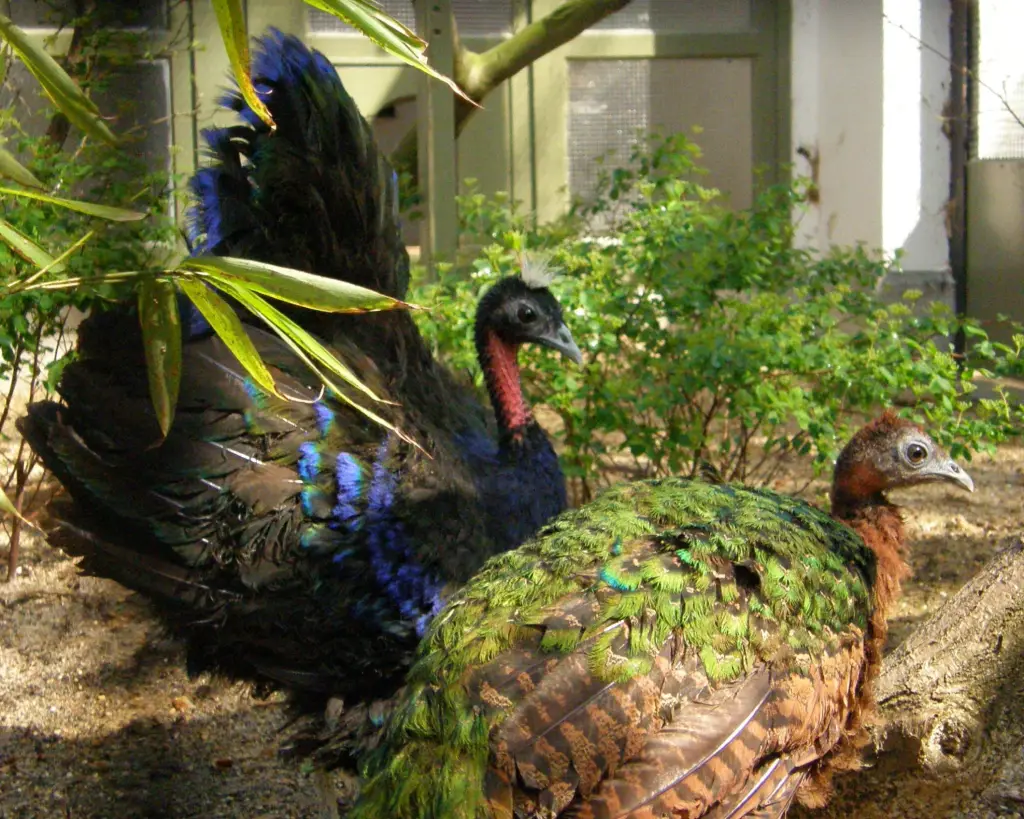 刚果孔雀(Afropavo congensis)