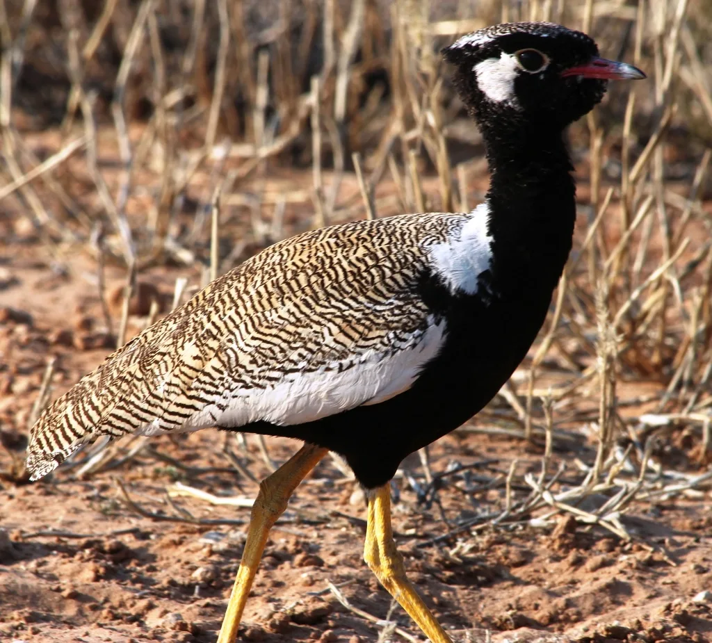 白翅黑鸨(Afrotis afraoides)