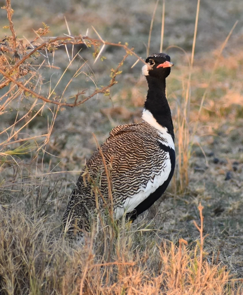 白翅黑鸨(Afrotis afraoides)