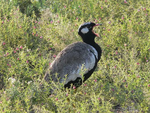 白翅黑鸨(Afrotis afraoides)