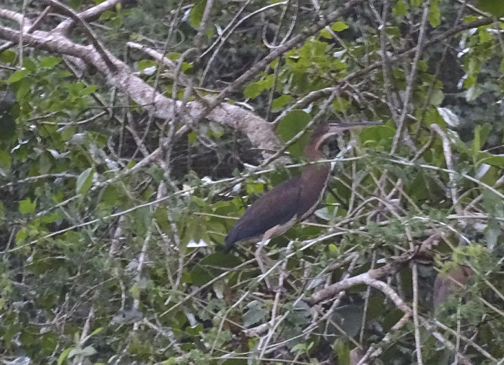 栗腹鹭(Agamia agami)