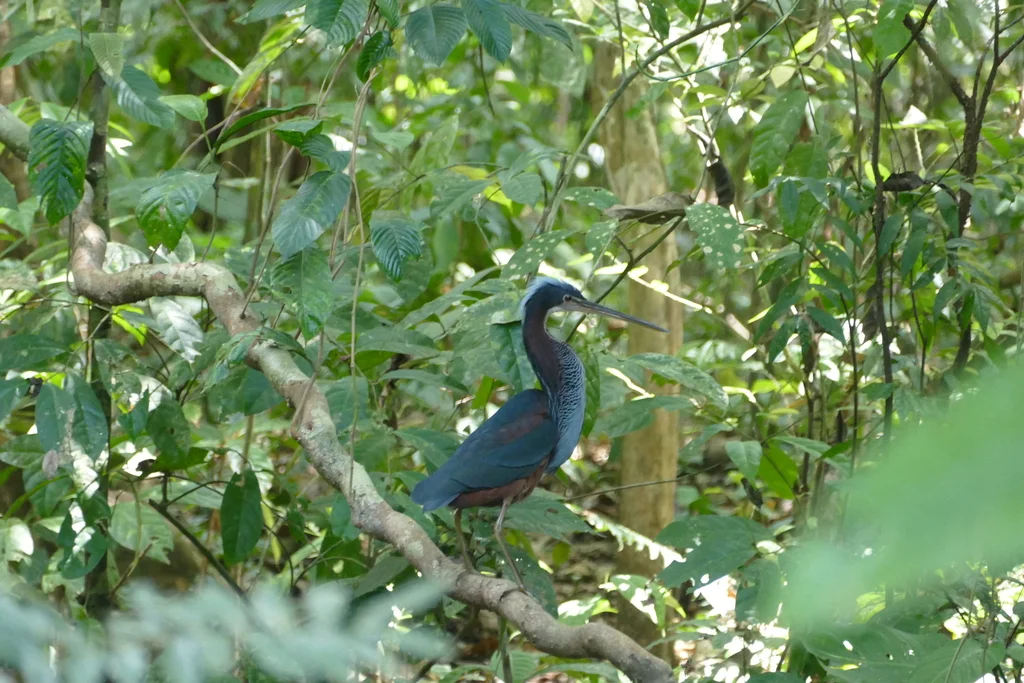 栗腹鹭(Agamia agami)
