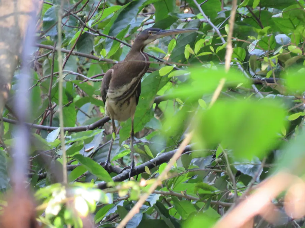 栗腹鹭(Agamia agami)