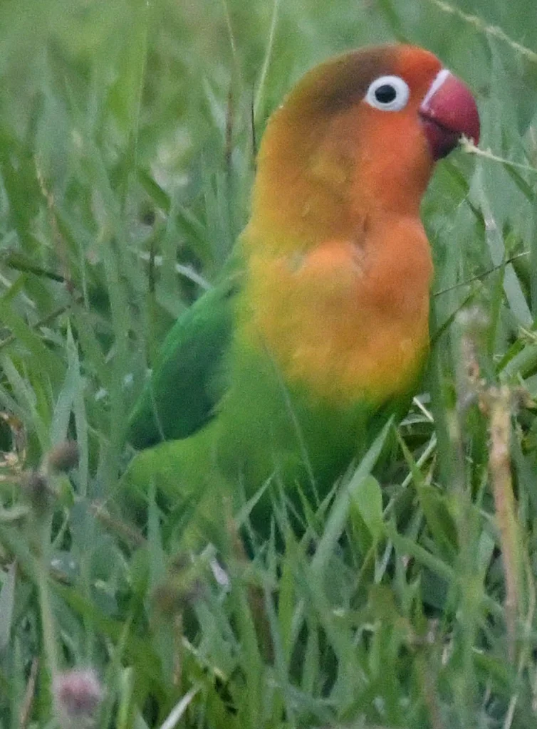 费氏牡丹鹦鹉(Agapornis fischeri)