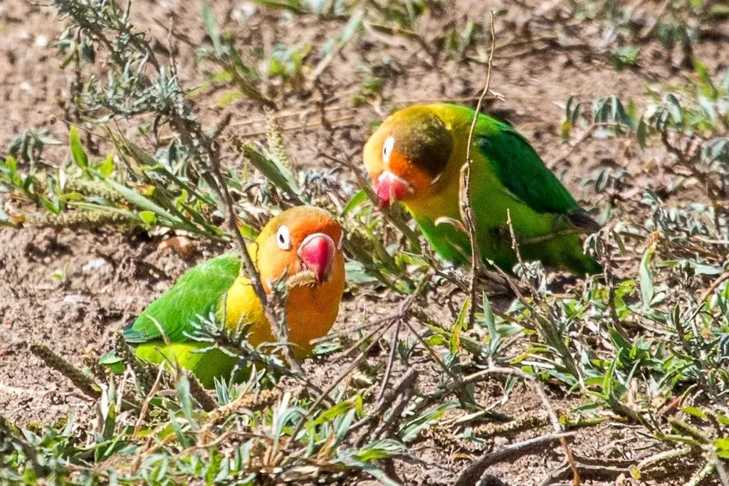 费氏牡丹鹦鹉(Agapornis fischeri)