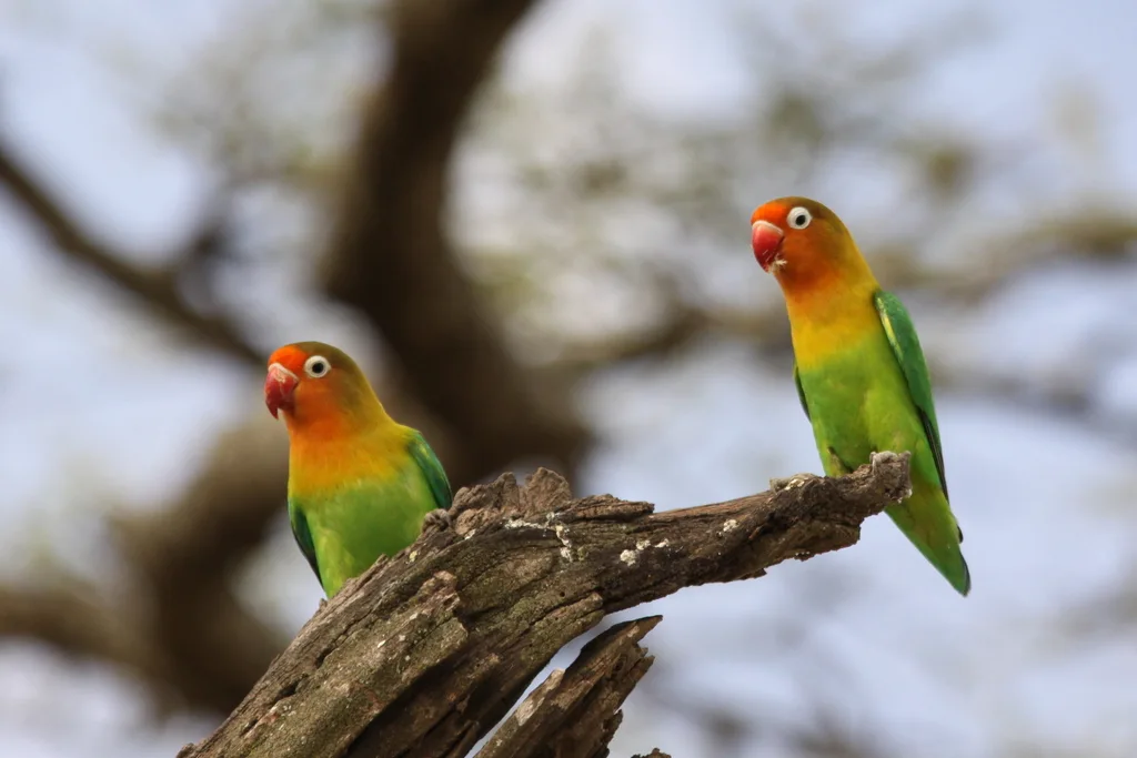 费氏牡丹鹦鹉(Agapornis fischeri)