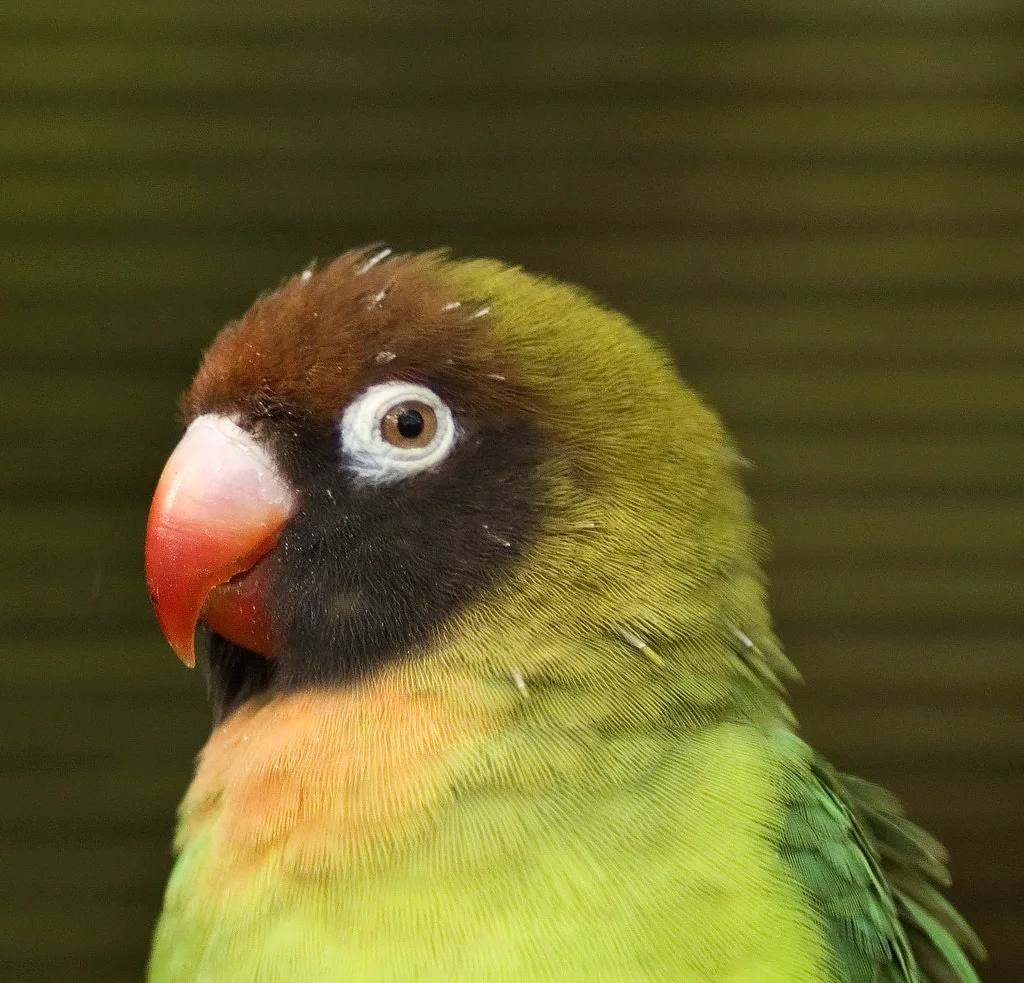 黑脸牡丹鹦鹉(Agapornis nigrigenis)