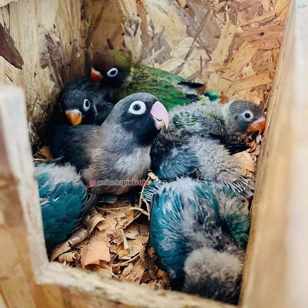 黑脸牡丹鹦鹉(Agapornis nigrigenis)