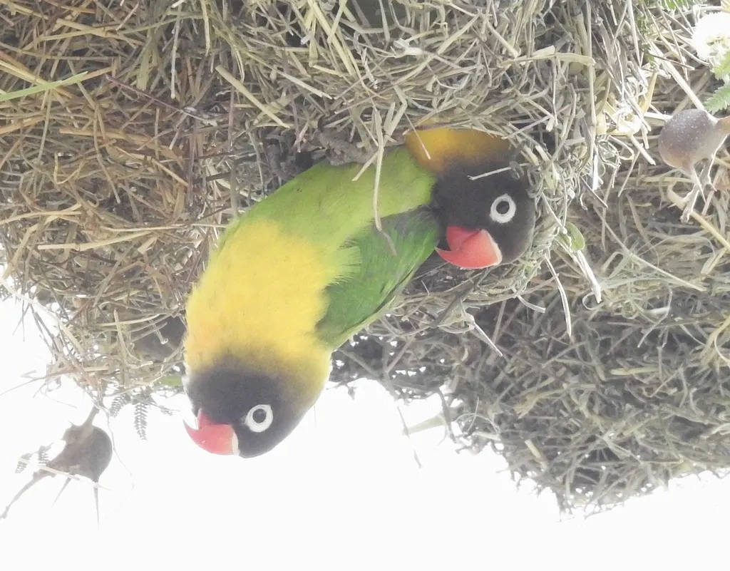 黄领牡丹鹦鹉(Agapornis personatus)