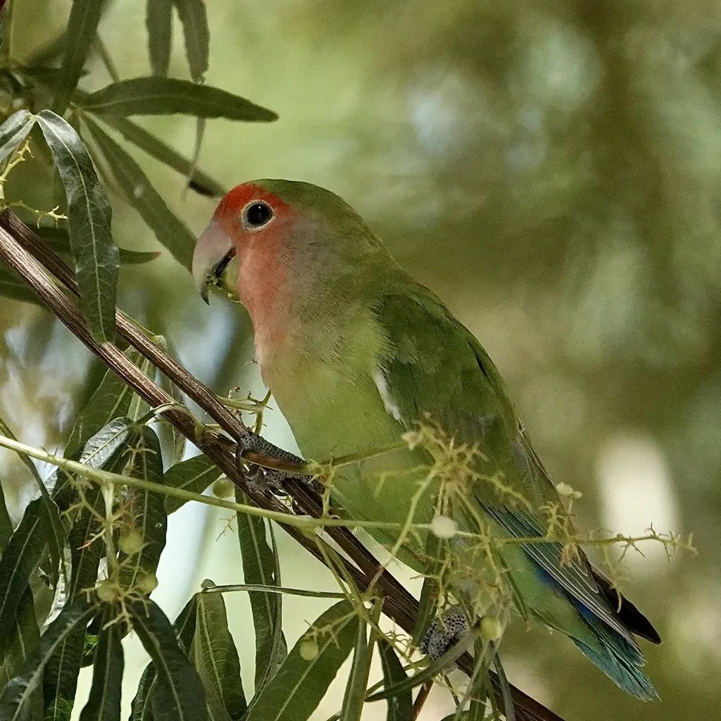 粉脸牡丹鹦鹉(Agapornis roseicollis)