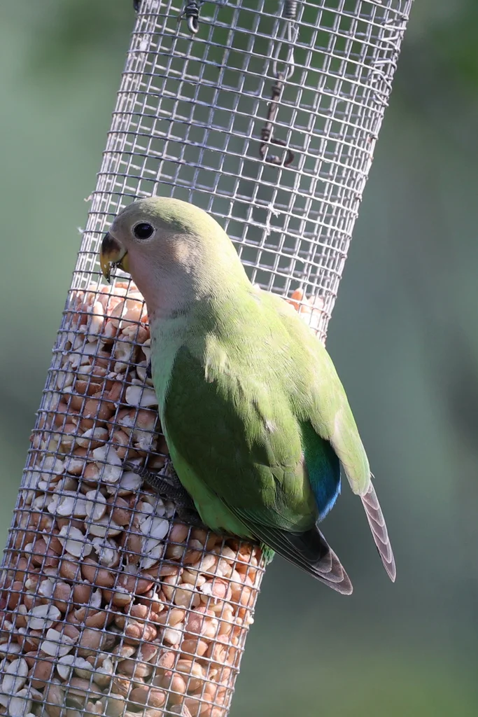 粉脸牡丹鹦鹉(Agapornis roseicollis)