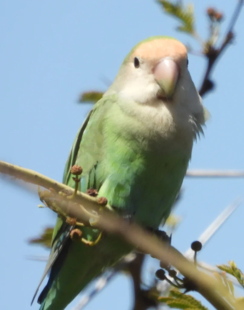 粉脸牡丹鹦鹉(Agapornis roseicollis)