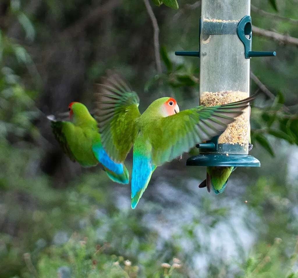 粉脸牡丹鹦鹉(Agapornis roseicollis)