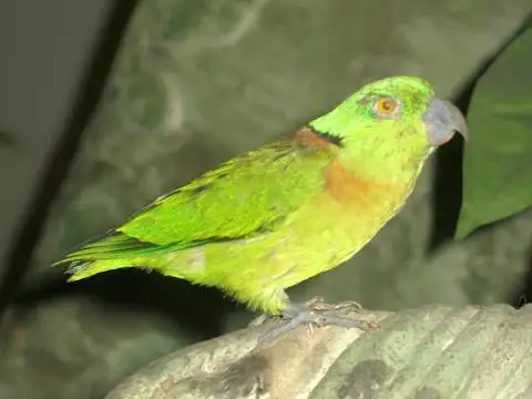 黑领牡丹鹦鹉(Agapornis swindernianus)