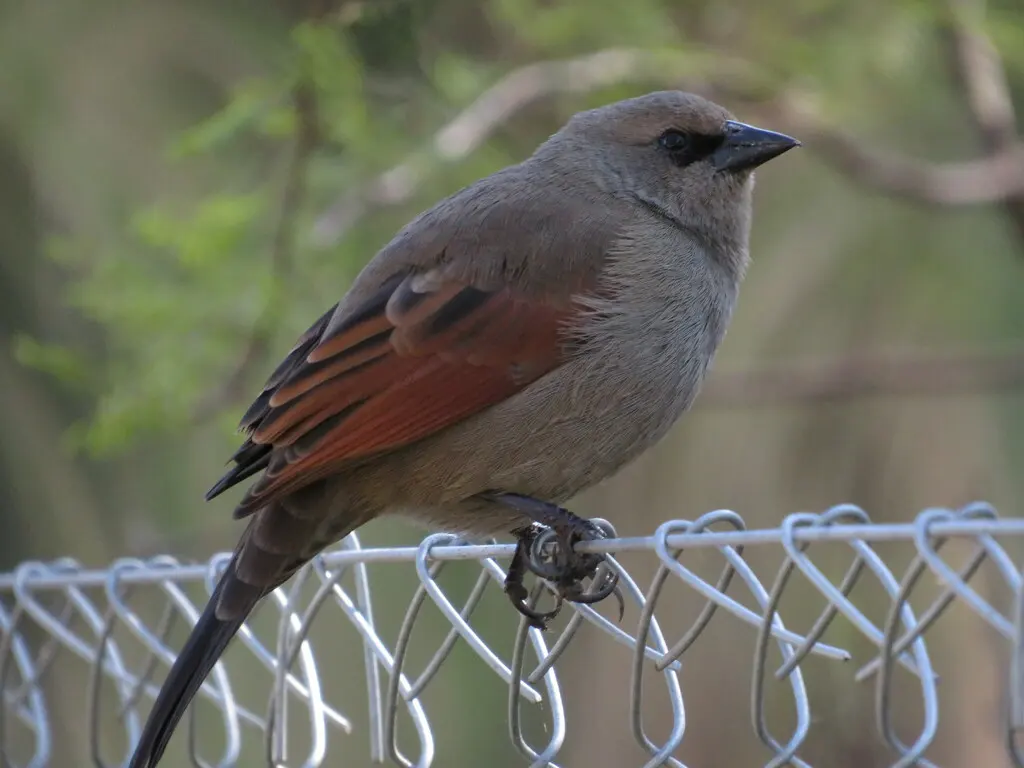 栗翅牛鹂(Agelaioides badius)