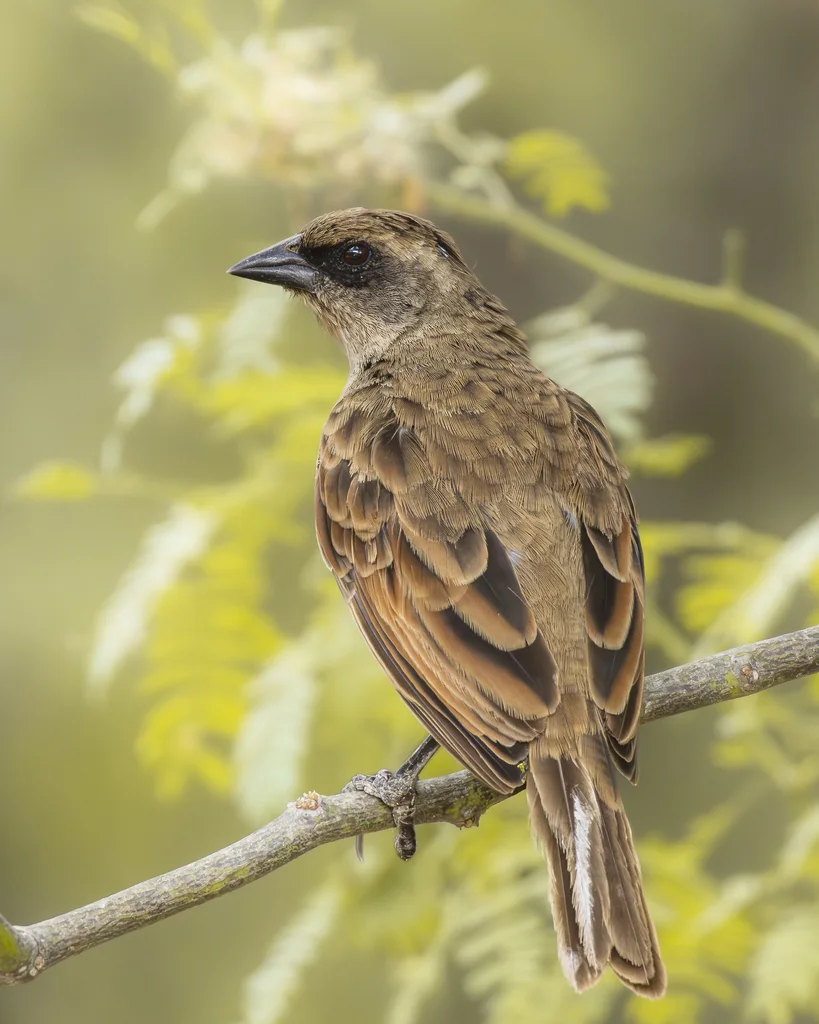纯色栗翅牛鹂（Agelaioides fringillarius）