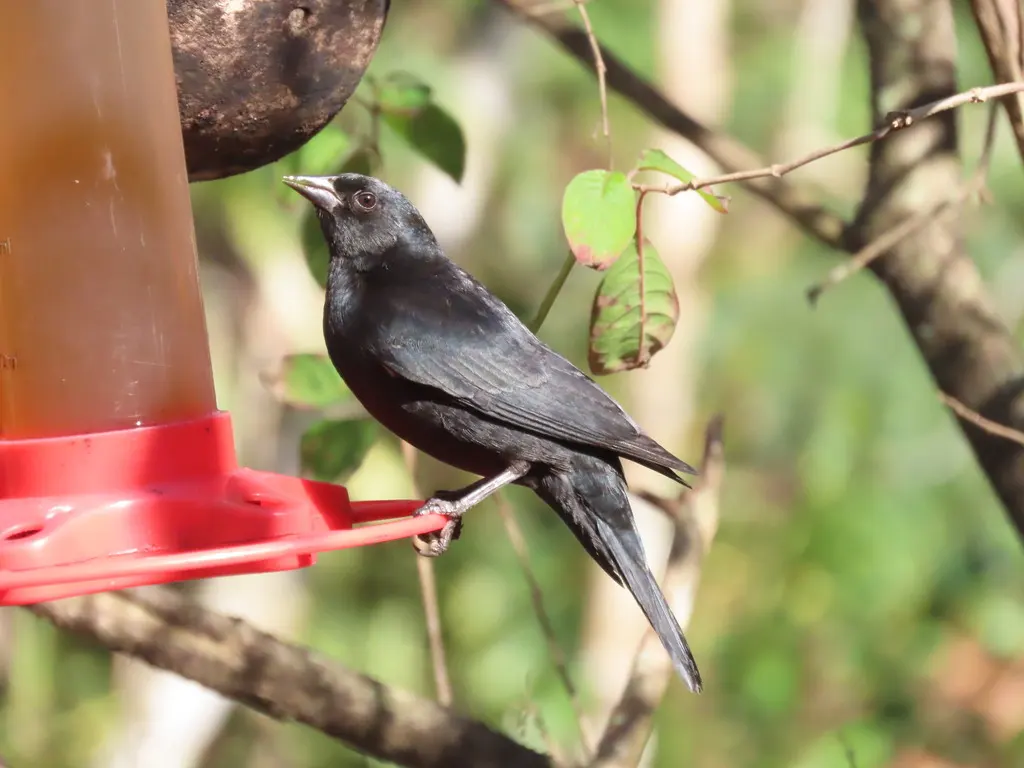 黄褐肩黑鹂（Agelaius humeralis）