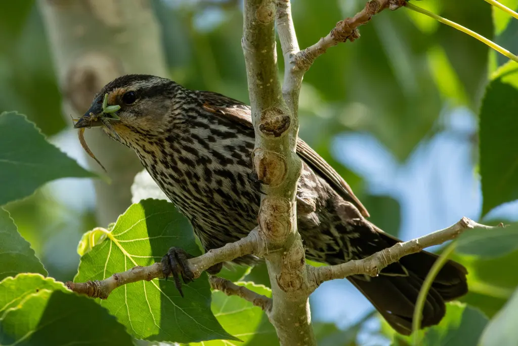 红翅黑鹂（Agelaius phoeniceus）
