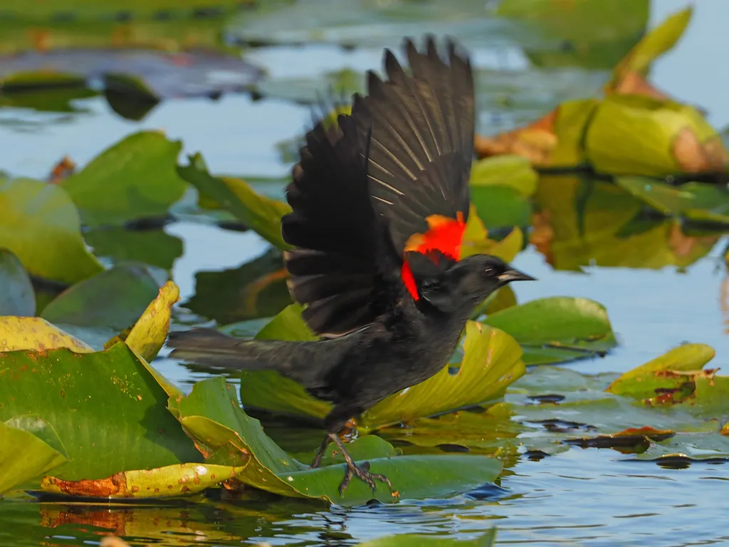 红翅黑鹂（Agelaius phoeniceus）