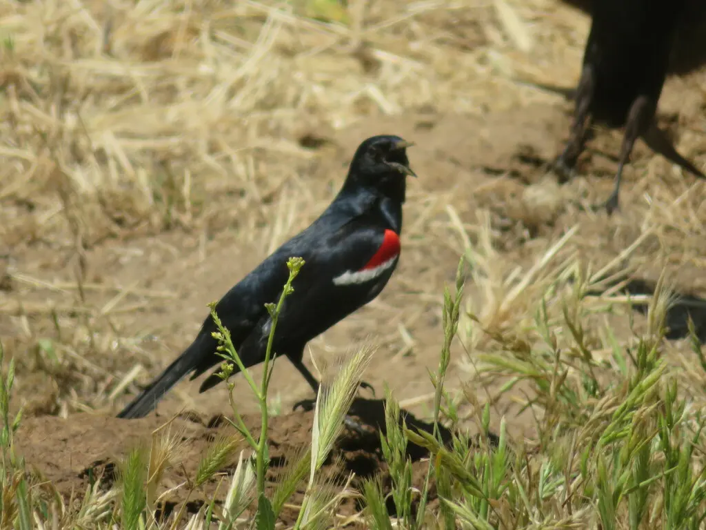三色黑鹂(Agelaius tricolor)