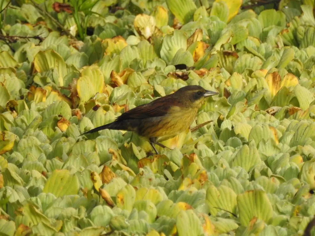 纯蓝黑鹂(Agelasticus cyanopus)
