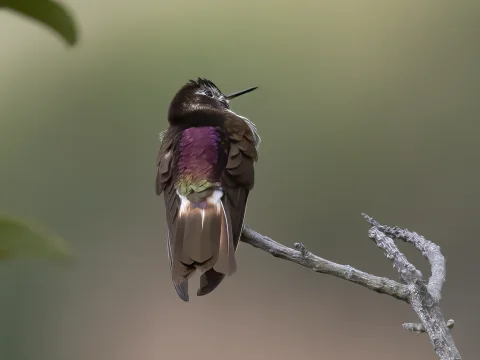 紫背闪羽蜂鸟