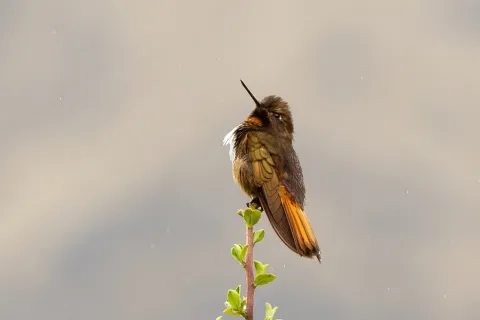 辉胸闪羽蜂鸟