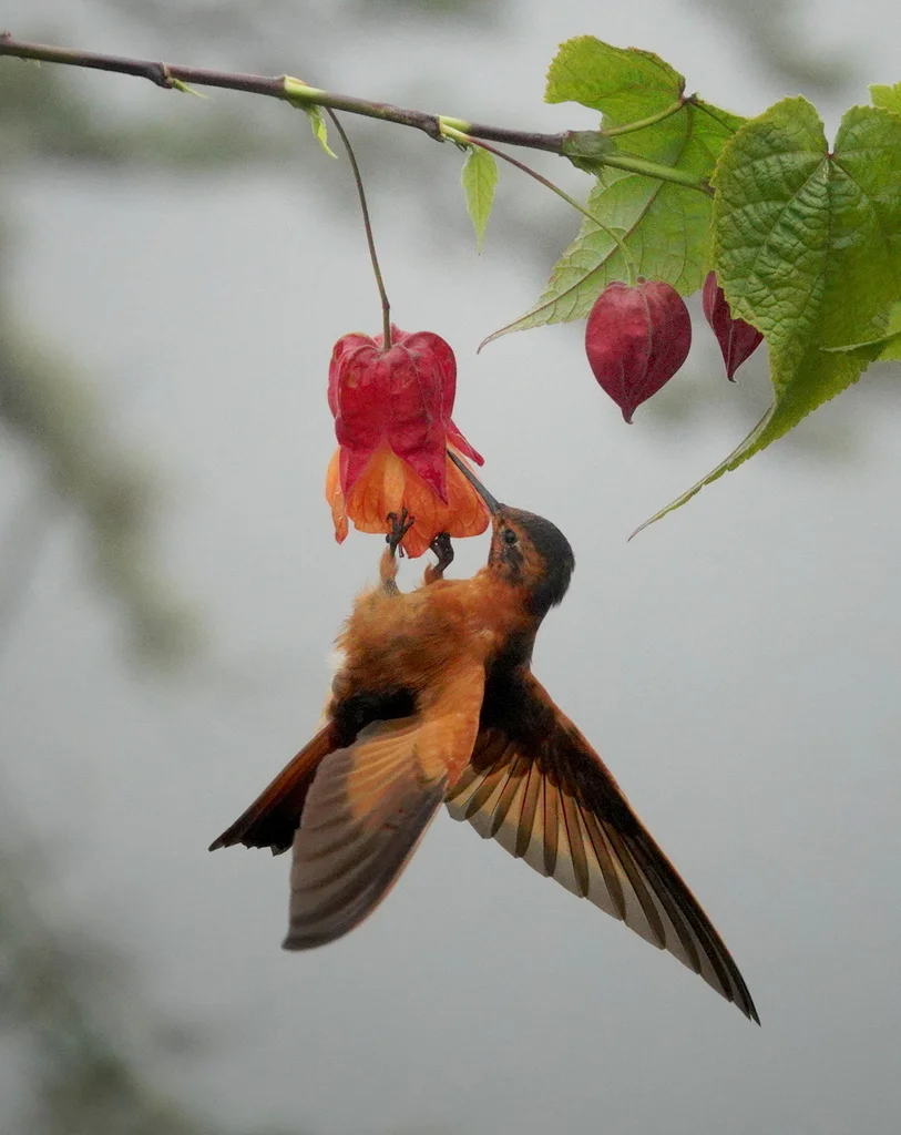 闪羽蜂鸟(Aglaeactis cupripennis)