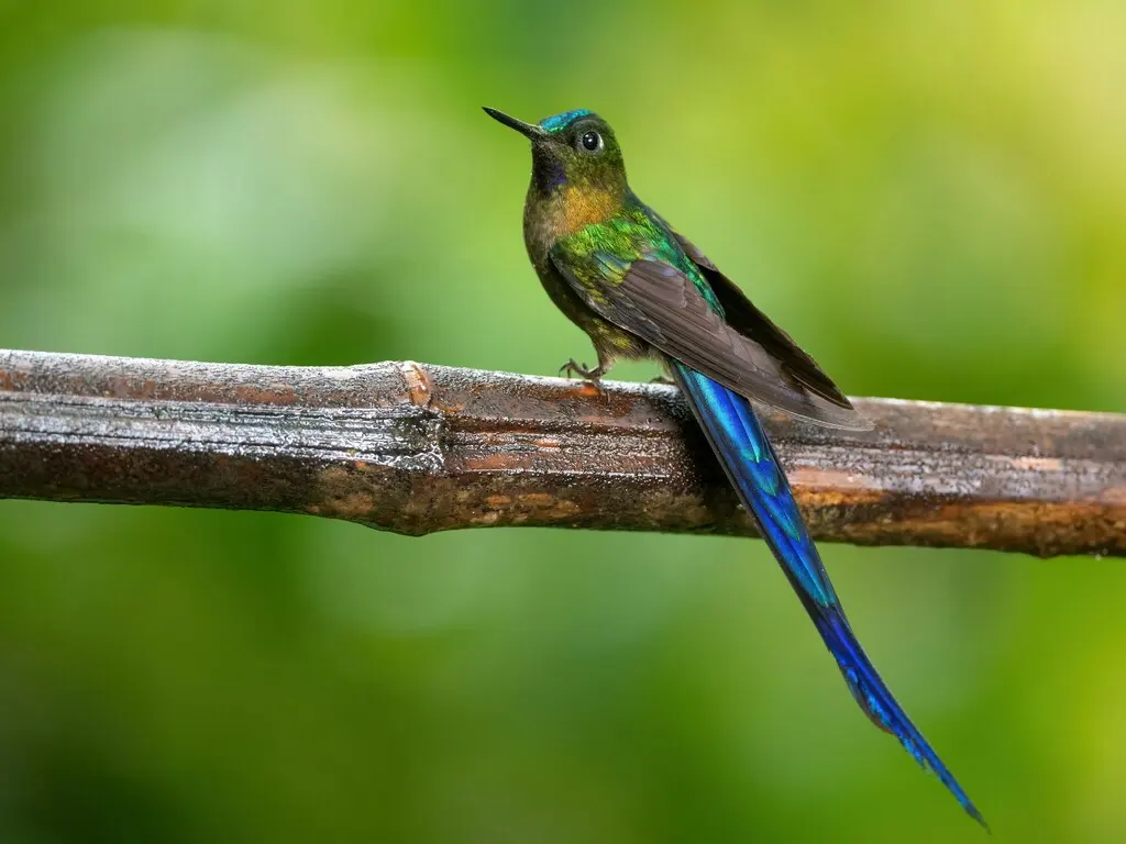 紫长尾蜂鸟(Aglaiocercus coelestis)