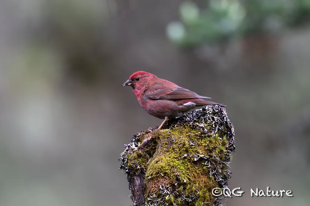 赤朱雀(Agraphospiza rubescens)