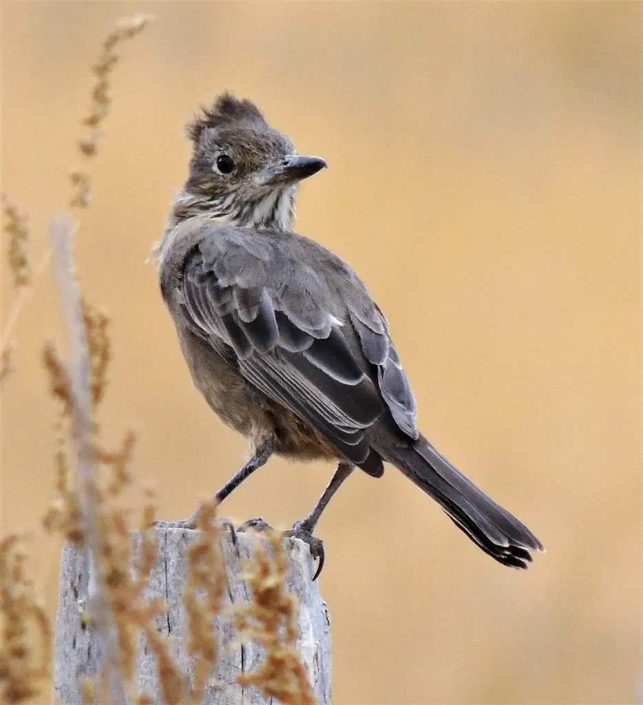 大鵙霸鹟(Agriornis lividus)