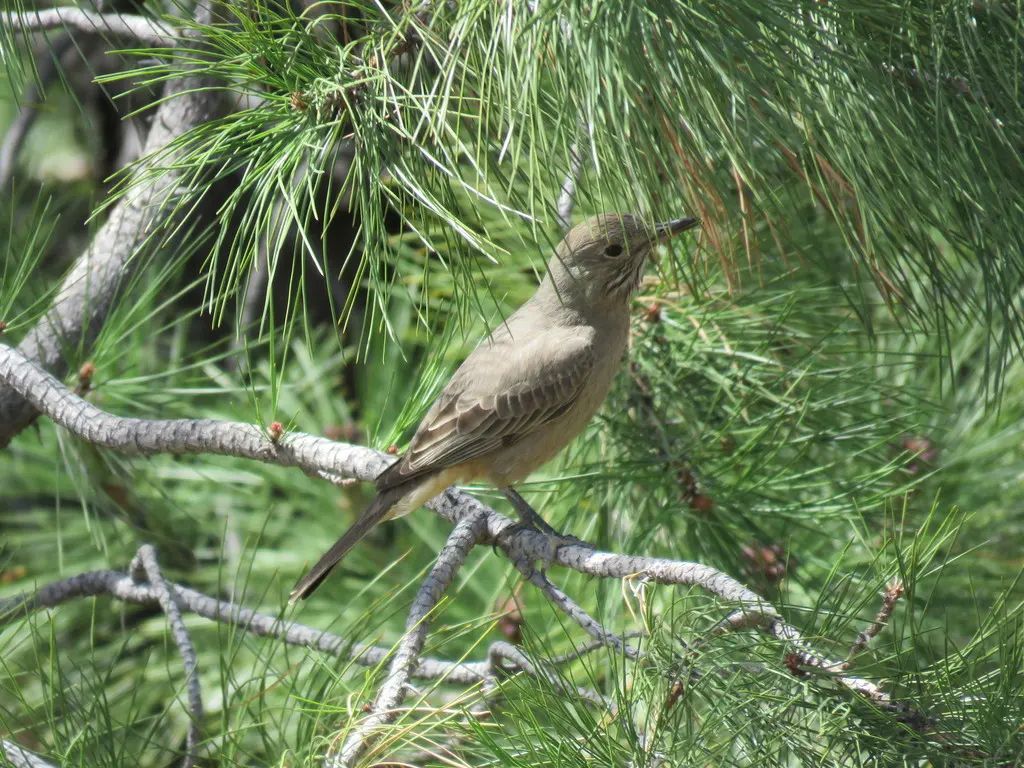 大鵙霸鹟(Agriornis lividus)