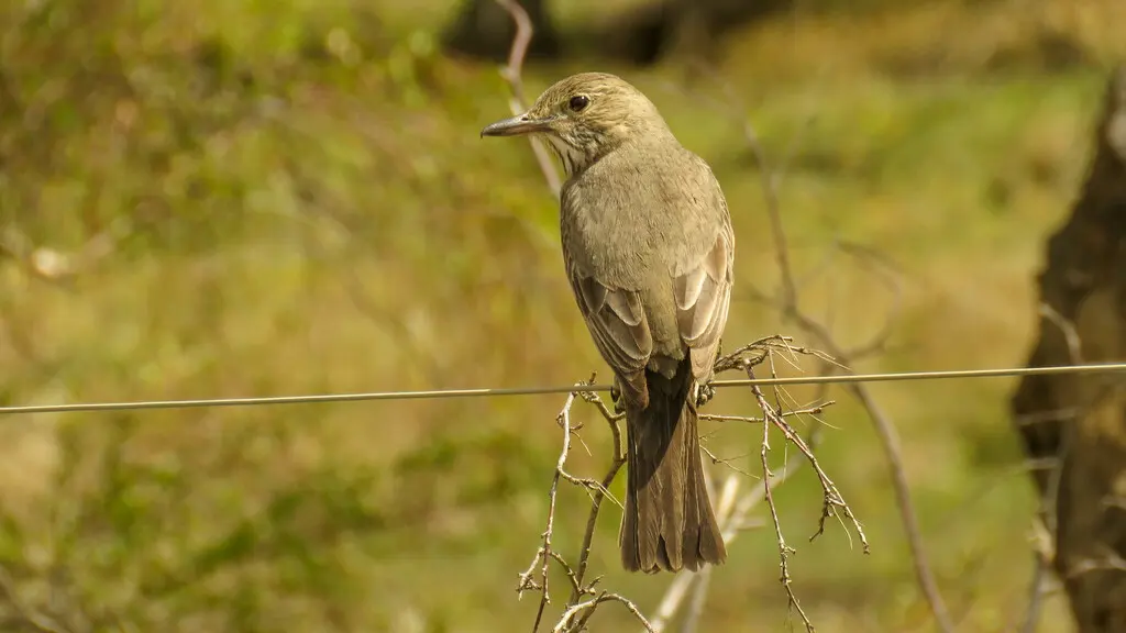 大鵙霸鹟(Agriornis lividus)