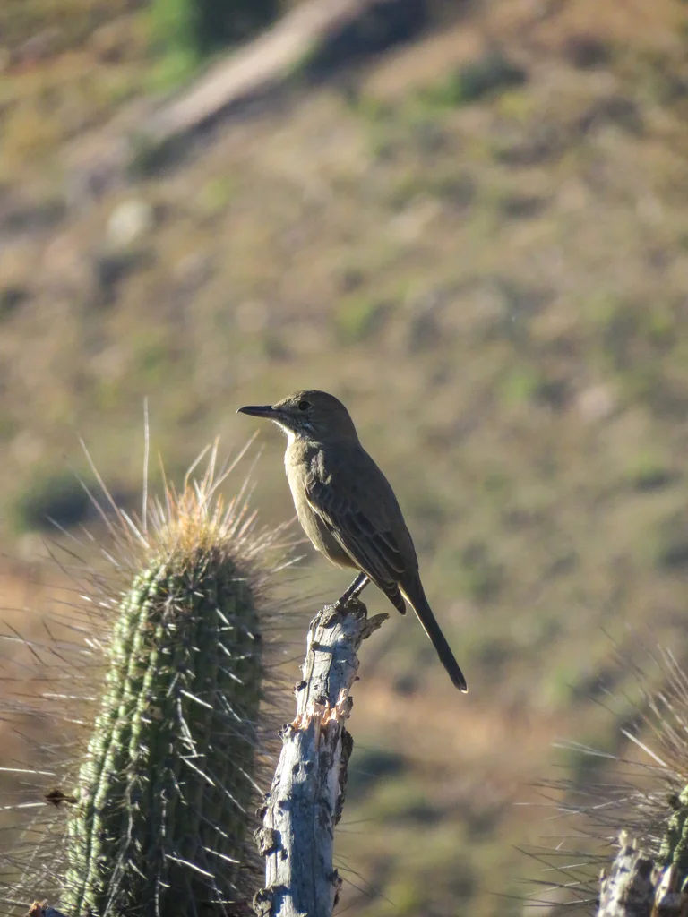 大鵙霸鹟(Agriornis lividus)
