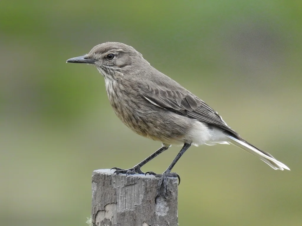 黑嘴鵙霸鹟(Agriornis montanus)