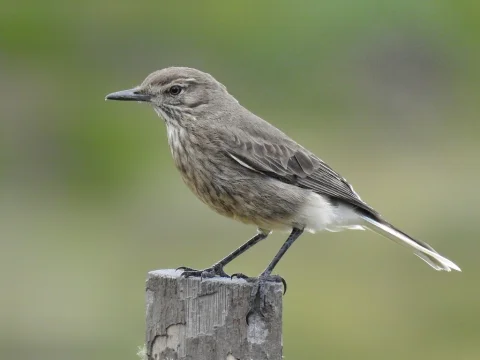 黑嘴鵙霸鹟