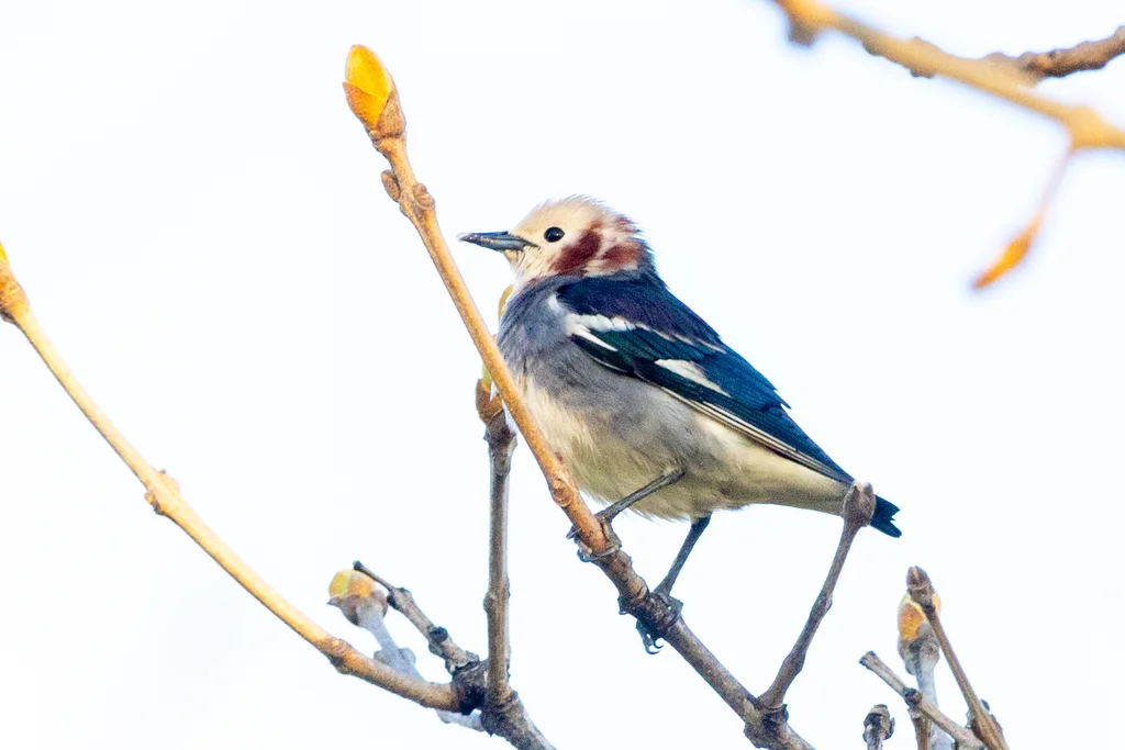 紫背椋鸟(Agropsar philippensis)