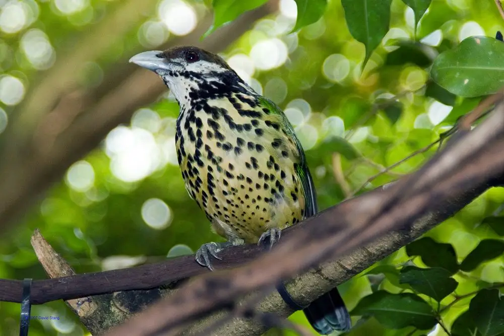 白耳园丁鸟(Ailuroedus buccoides)